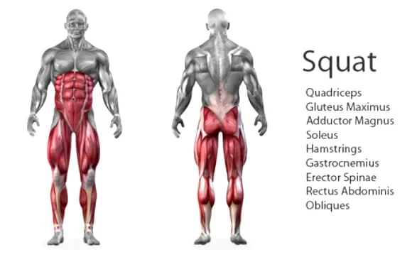 Squat muscles worked