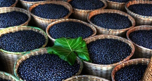 maqui berry
